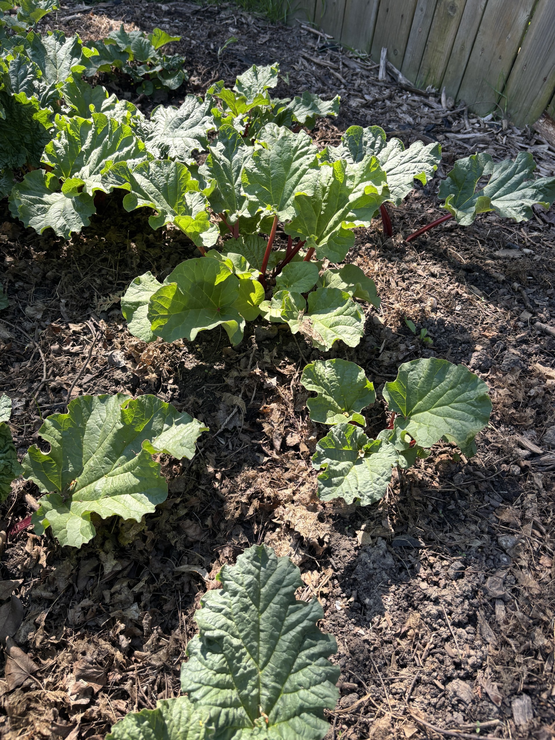 20250512 Rhubarb 1