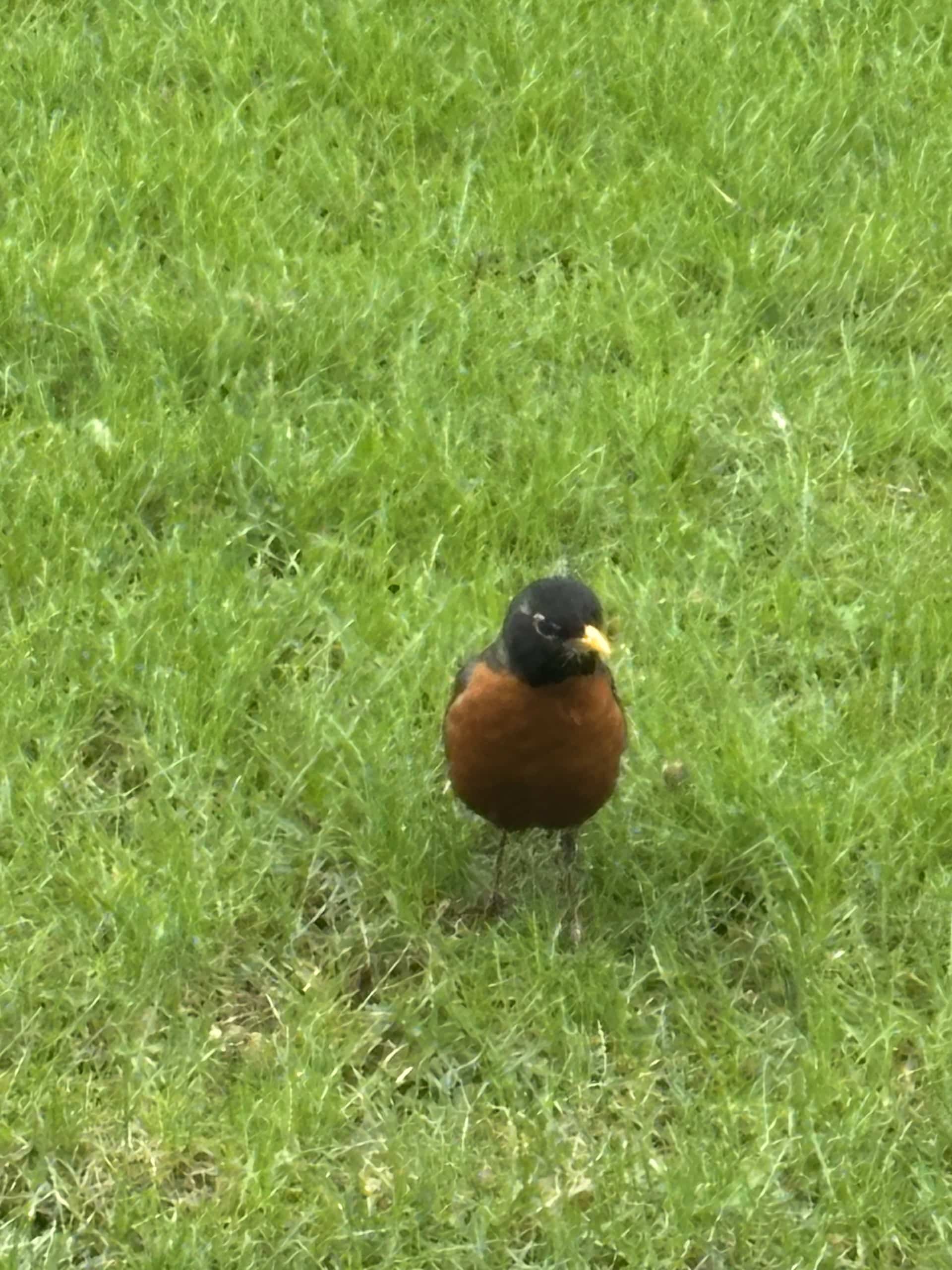 Robin 2