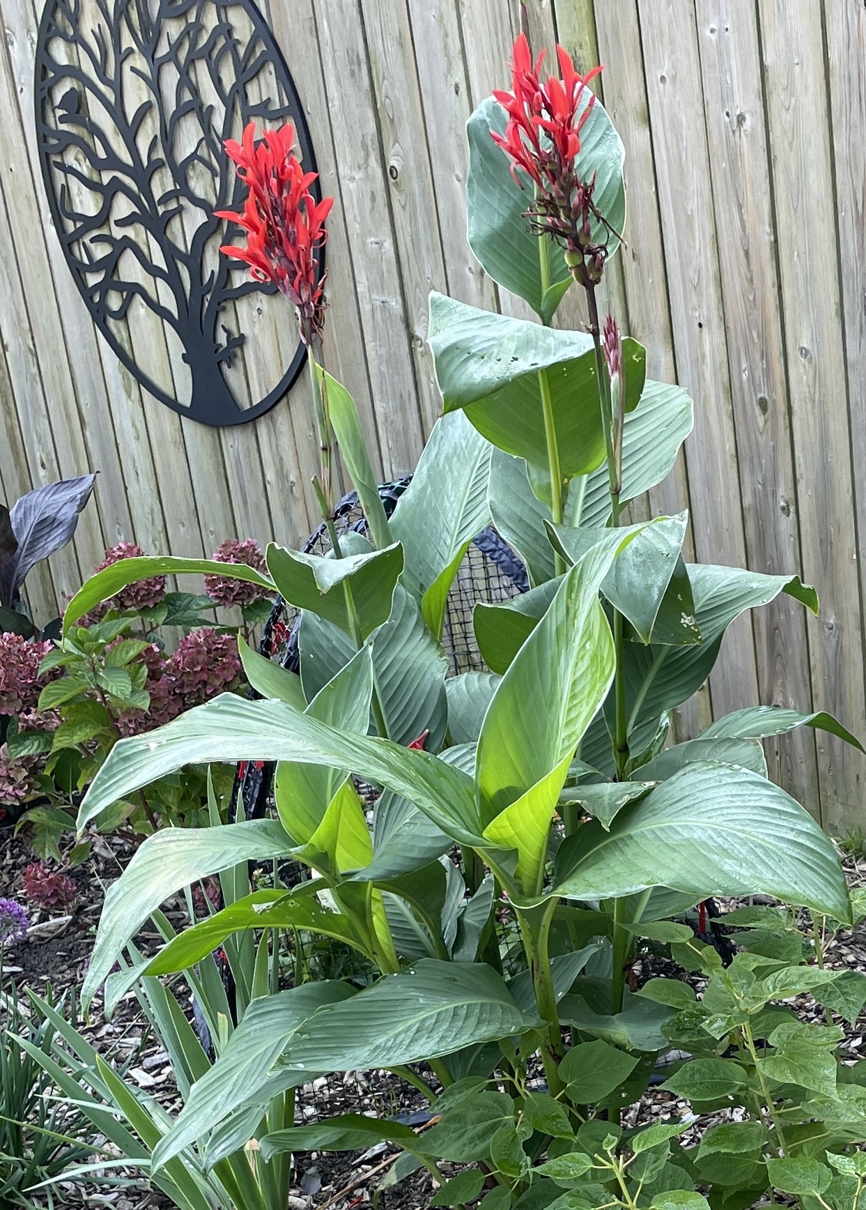 Tall Red Cannas